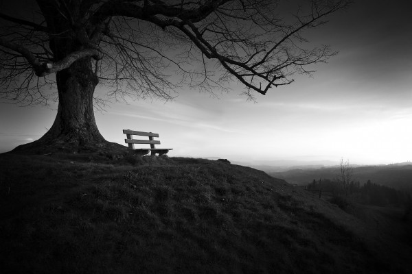 tree-753069_1280